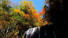 音乐短片 - 溪流红叶