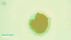 初音未来 - 毒占欲