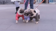 音乐短片 - Фотосессия Для Модного Каталога. Все О Домашних Животных