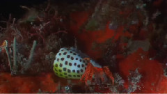 音乐短片 - 梦幻珊瑚海:唤醒