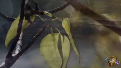 音乐短片 - Андрей Весенин