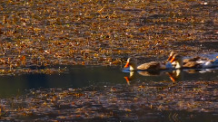 音乐短片 - 云南泸沽湖