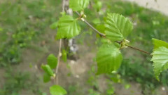 音乐短片 - БЕРЁЗКА