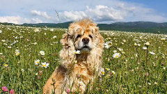 音乐短片 - На солнышке