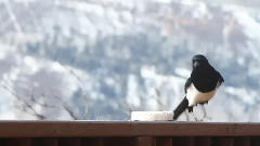 音乐短片 - Steamboat