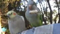 音乐短片 - Очень жадный попугай