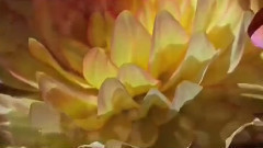 音乐短片 - 把你带回我的草原