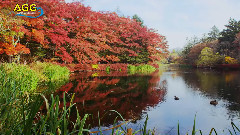音乐短片 - 軽井沢 雲場池の紅葉