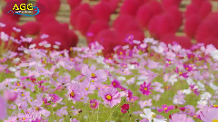 音乐短片 - コキアの紅葉とコスモス(ひたち海浜公園)