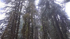 音乐短片 - Hoh Rainforest,Olympic NP,Washington,USA
