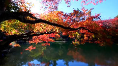 音乐短片 - 軽井沢の紅葉 雲場池 里池 観光 日本の紅葉 ディスカバーニッポン