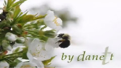 音乐短片 - Честита Първа Пролет с Цвете