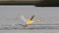 音乐短片 - Лебеди