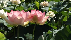 音乐短片 - 清塘荷韵