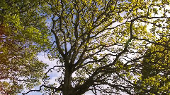 音乐短片 - Magic Lantern