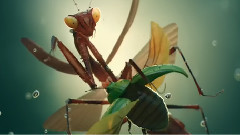 音乐短片 - Insects