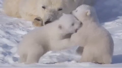 音乐短片 - 北极熊宝宝