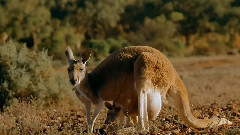音乐短片 - 澳洲