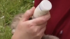 音乐短片 - Baby Cheetah Cubs