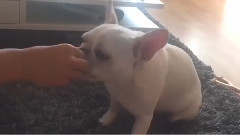 音乐短片 - French Bulldog learns to ring bell for treats