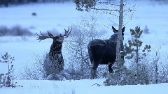 音乐短片 - Ели и Наско