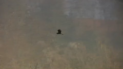 音乐短片 - Sunrise Sunset