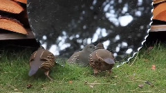 音乐短片 - 鹌鹑的深深的困惑对镜面反射