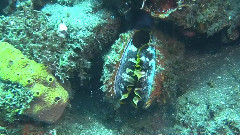 音乐短片 - The Wrecks & Reefs of Bali