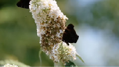 音乐短片 - Butterflies Nature