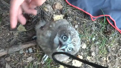 原创 - Just Hanging With A Baby Owl When