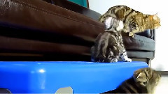 音乐短片 - Вместе играть веселее