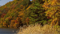 音乐短片 - 北八ヶ岳 松原湖の紅葉