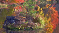 音乐短片 - 红叶の御射鹿池