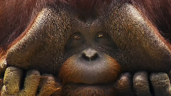 Will Young - What The World Needs Now Is Love (WWF Campaign)