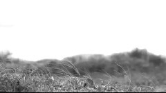 音乐短片 - New Year