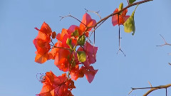 音乐短片 - In the Flower Garden - Mario Gonzales Guerra Flauta de Pan
