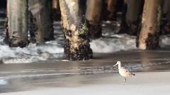音乐短片 - Santa Monica Sunrise - Shot with a Canon 5D Mark II