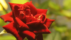 音乐短片 - Beautiful Blooming Rose Flowers