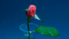 音乐短片 - Beautiful Dancing And Romantic Flowers