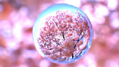 音乐短片 - 宙玉 満開の桜の中を飛ぶ桜の水晶玉