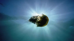 音乐短片 - 海底世界