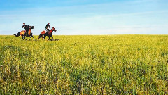 音乐短片 - 鸿雁