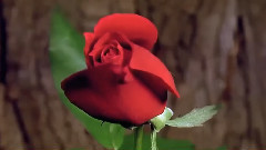 音乐短片 - Exotic Flowers Dancing Time Lapse