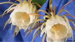 音乐短片 - 你怎么说