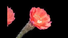 音乐短片 - 浪子心情