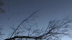 音乐短片 - Eternal Autumn(永恒的秋天)