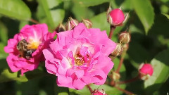 音乐短片 - Wonders Of Nature