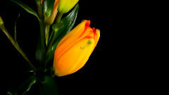 音乐短片 - Time-Lapse Watch Flowers Bloom Before Your Eyes