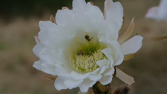 音乐短片 - Beautiful Blossoming Echinopsis, Epiphyllum