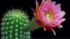 音乐短片 - Most exotic blooming flowers